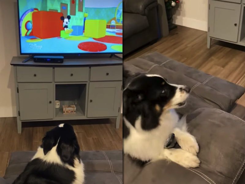 Ця собака настільки любить дивитися мультики, що не дозволяє господарям наближатися до телевізора. Сідні без розуму від анімації, особливо від Мікі Мауса.