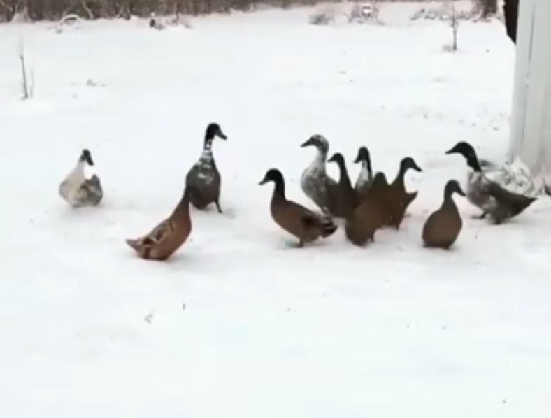 Кумедна реакція качок із Канзасу на сніг, який вони бачать вперше. Фермер вивів качок на прогулянку і показав їх реакцію.
