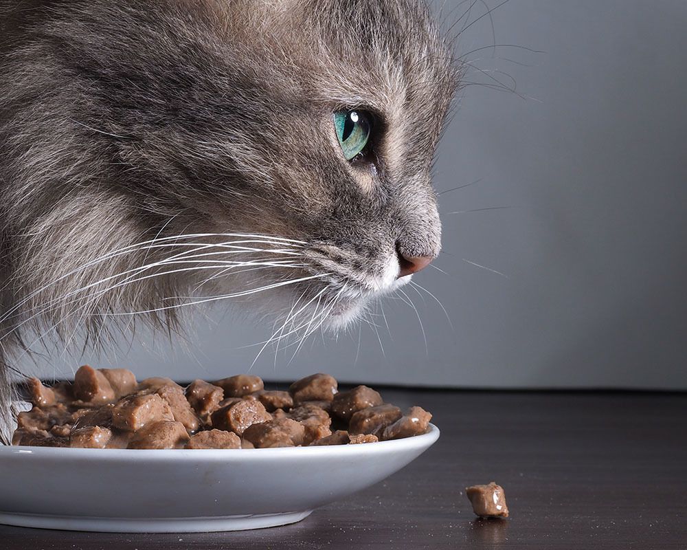 Ветеринари спростували головні міфи про харчування домашніх тварин. 6 найбільш поширених міфів про харчування кішок і собак.