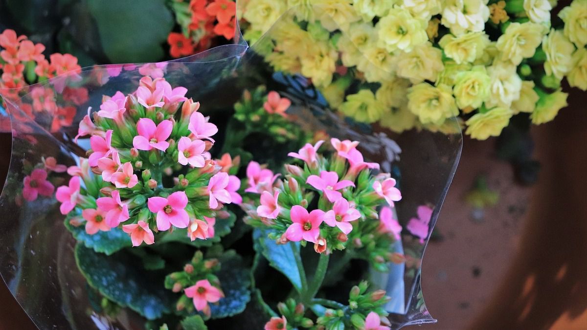 Друге життя квітучих каланхое. Простий спосіб омолодити рослини, завдяки якому вони порадують вас ще пишнішим цвітінням.