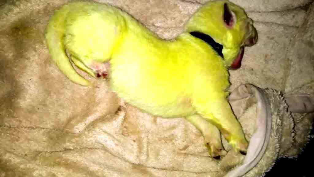 Собака народила щеня з яскраво-зеленим забарвленням шерсті, а ім'я, яке йому дали, повністю відповідає зовнішності. Яскраво-зелене щеня назвали Халком.