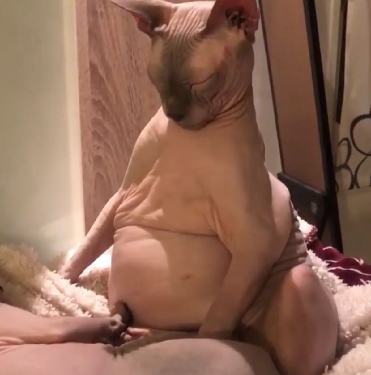 Толстый голый котик