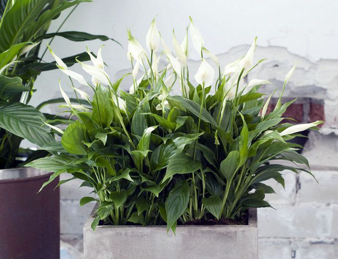 Добірка гарних кімнатних рослин, які дуже легко вирощувати. Цей десяток рослин вартий вашої уваги.