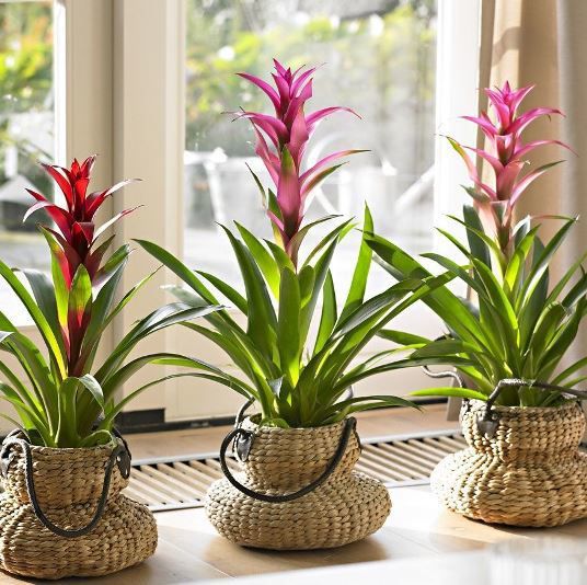 Добірка гарних кімнатних рослин, які дуже легко вирощувати. Цей десяток рослин вартий вашої уваги.