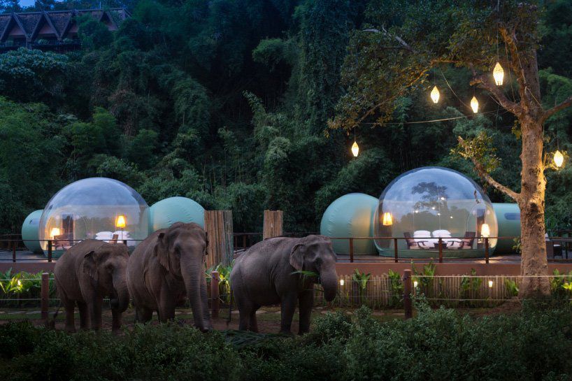 Під відкритим небом: у Таїланді відкрили готель з прозорим куполом. В ньому можна спати зі слонами.