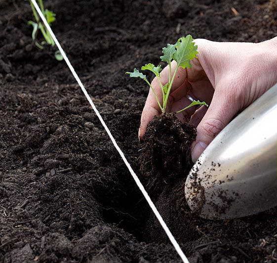 Кілька корисних порад щодо вирощування капусти кале. Вирощування такого виду капусти є досить простим.