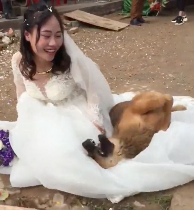 Собака, щоб хоч якось стримати свою господиню не виходити заміж — вляглася на її весільну сукню. Пес влігся на сукню нареченої і не давав їй встати. Відео.