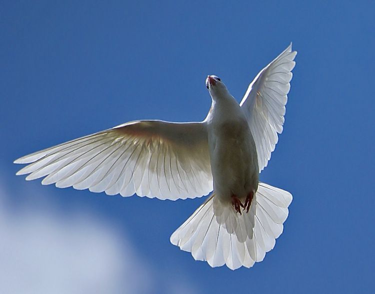 У США створили робота-голуба зі справжніми крилами. Творіння дослідників зі Стенфордського університету отримало назву PigeonBot.