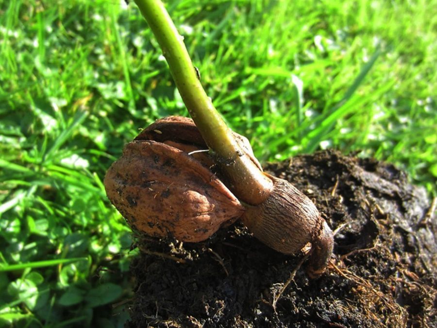 Волоський горіх: два способи, якими його можна посадити. Як посадити горіх у себе на дачі.