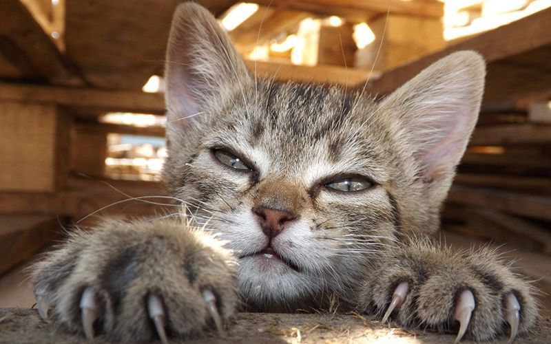 Котам ні в якому разі не можна видаляти кігті: закликають вчені. Побоюючись, що кішка може зіпсувати дорогі меблі своїми кігтями, господарі тварин просто видаляють їх.