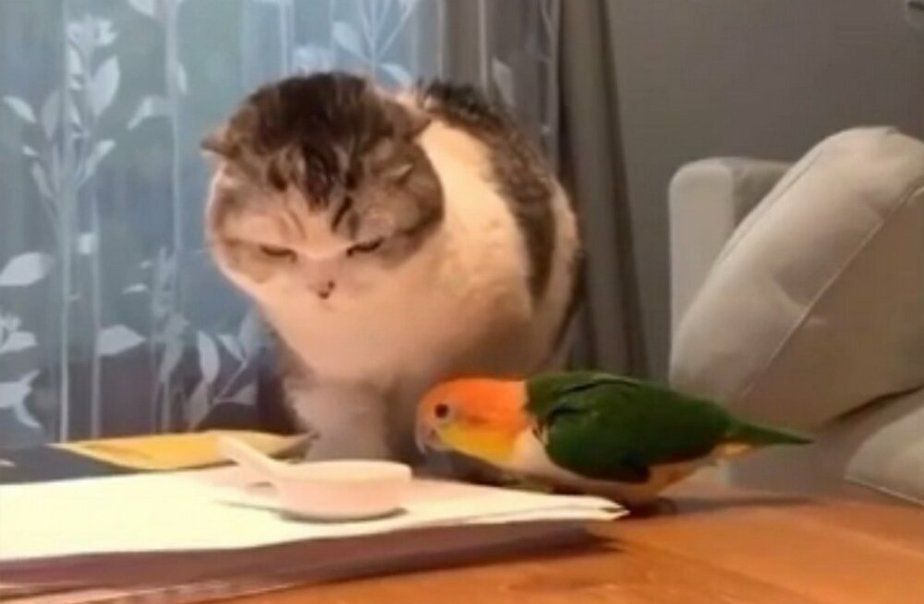 Безстрашний папуга побився з котом за миску з їжею — відео. Поєдинок пернатого з пухнастиком повеселив глядачів.