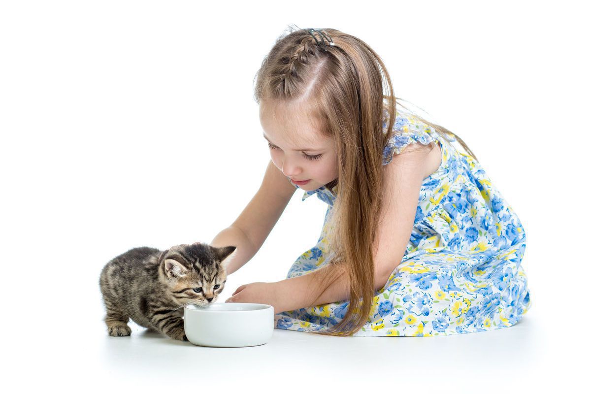 Правила котячого виховання: як прищепити тварині хороші манери. Слухняний і вихований кіт – мрія будь-якого господаря.