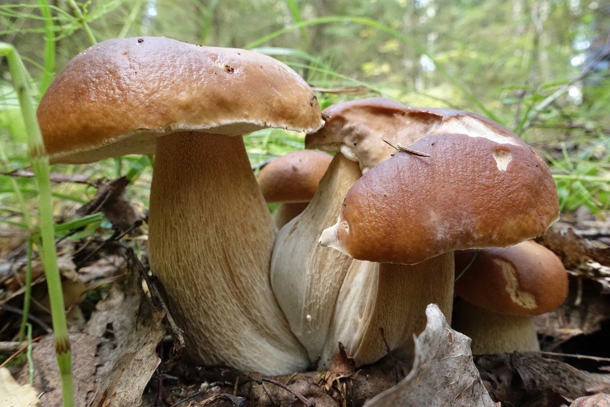 Біологи дали відповідь на питання, що було раніше: дощ чи гриби. Всі нам відомо, що гриби гарно ростуть після дощу.