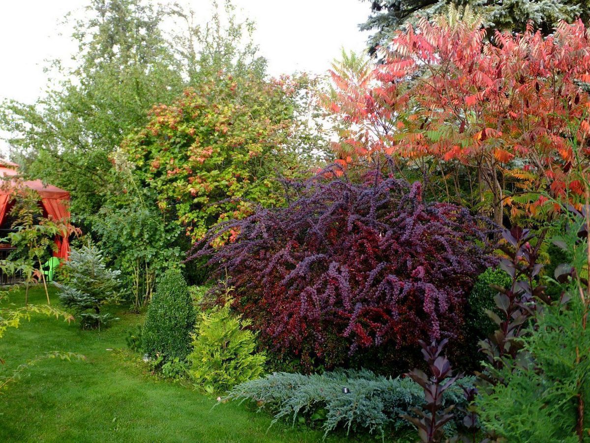 Як правильно використовувати рослини з кольоровим листям у дизайні саду: 8 корисних порад. Рослини з кольоровим листям можна дуже легко використовувати у дизайні свого саду.