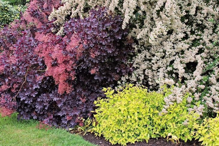Як правильно використовувати рослини з кольоровим листям у дизайні саду: 8 корисних порад. Рослини з кольоровим листям можна дуже легко використовувати у дизайні свого саду.