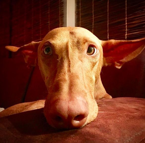 Собака з незвичайно великими вухами була знайдена на вулиці — відтоді життя вуханя змінилося. Історія песика породи поденко канарія.