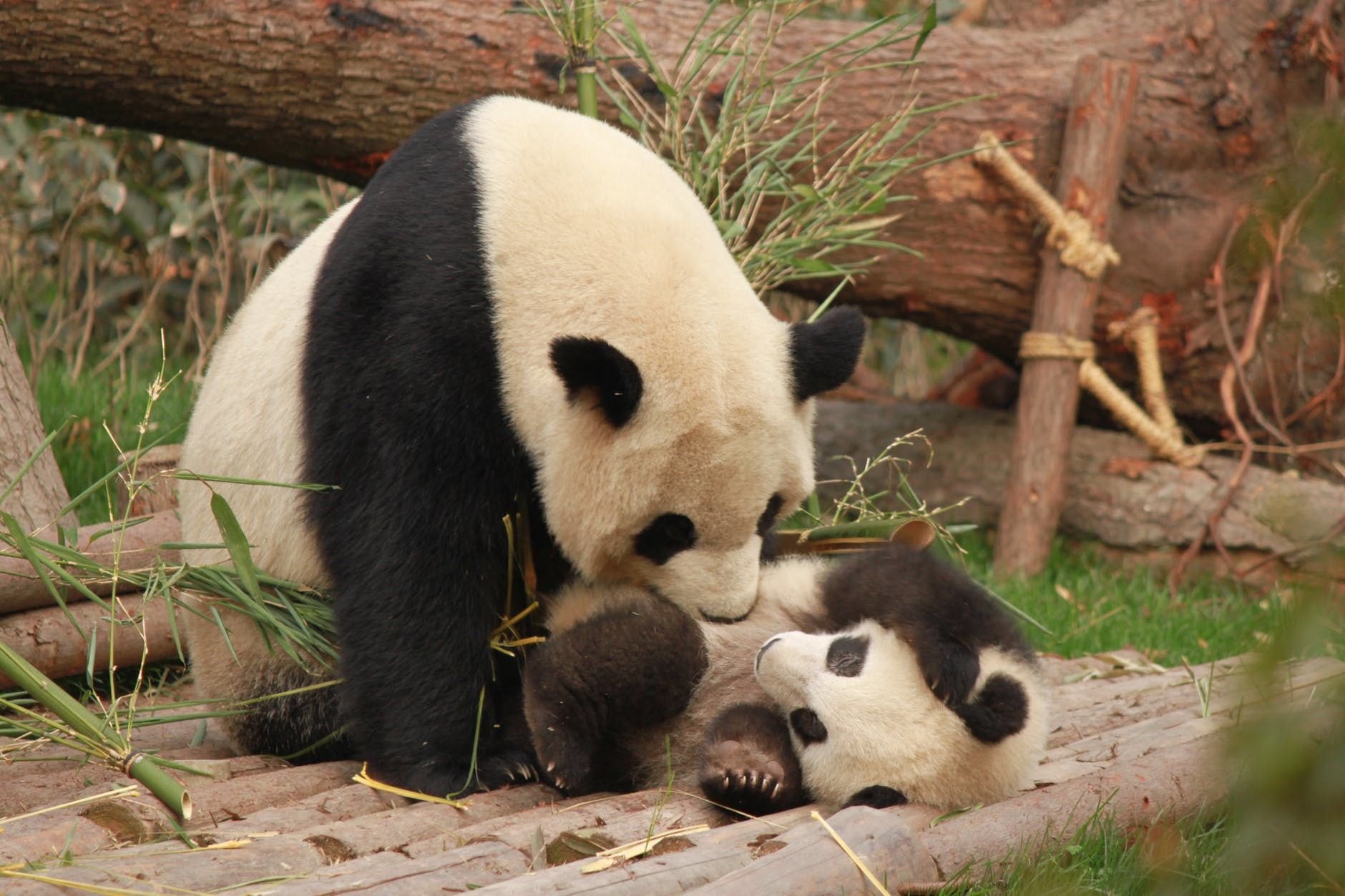 Маловідомі та просто дивовижні факти про велику панду. Цікаві факти про велику панду.