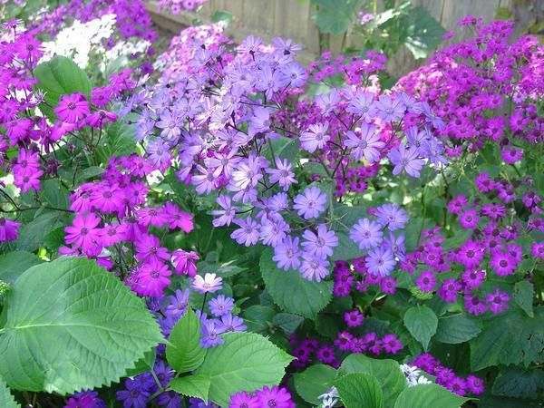 Секрети вирощування та догляду за цинерарією у саду. Гарною прикрасою вашого саду стане саме цинерарія.