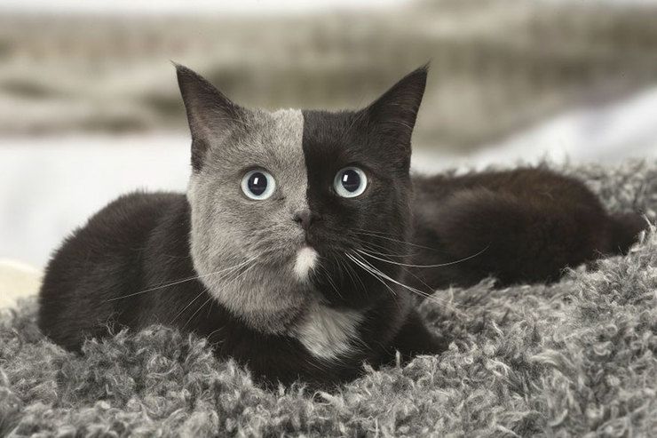 Кошеня з дивовижним забарвленням мордочки виросло у найпрекраснішу кішку на Землі. Подивіться, якою красунею стала незвичайна кішечка.