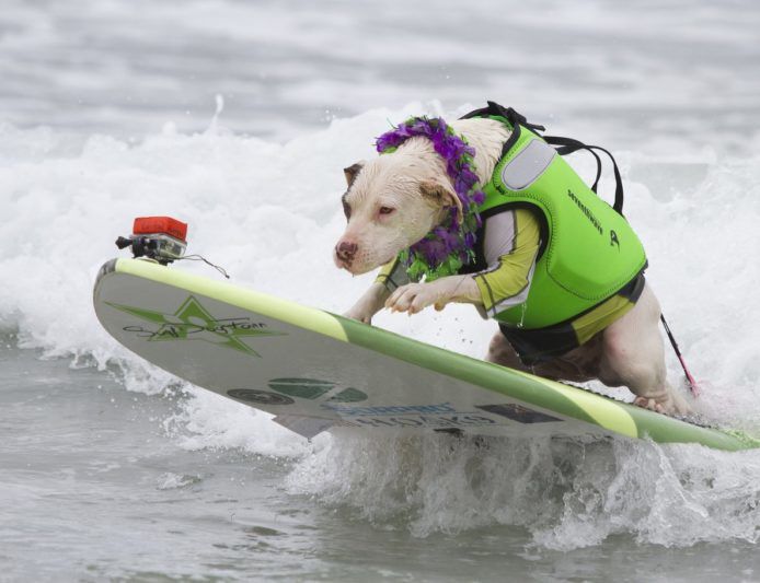 Чоловік навчив свою собаку кататися на дошці для серфінгу. Тепер вона радіє життю. Але ще нещодавно, будучи цуценям, Віра жила на паркінгу біля готелю і всі люди оминали її стороною.