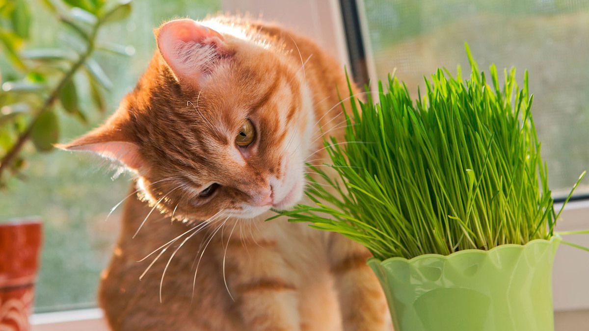 Як можна захистити кімнатні рослини від поїдання кішками. Способи, що дозволяють захистити кімнатні рослини від пошкодження домашніми тваринами.