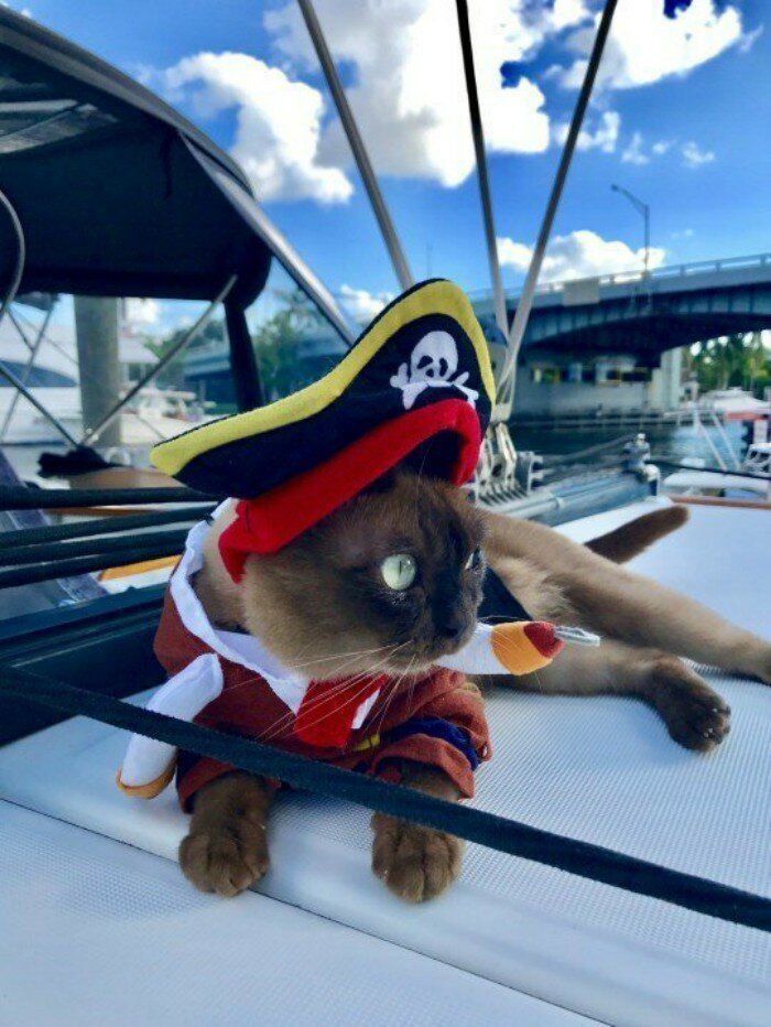 Кішка-морячка ще змалечку подорожує разом з господарями на човні, а тепер вона стала ще й зіркою Instagram. Кішка настільки звикла до такого життя, що почувається на човні немов риба у воді.