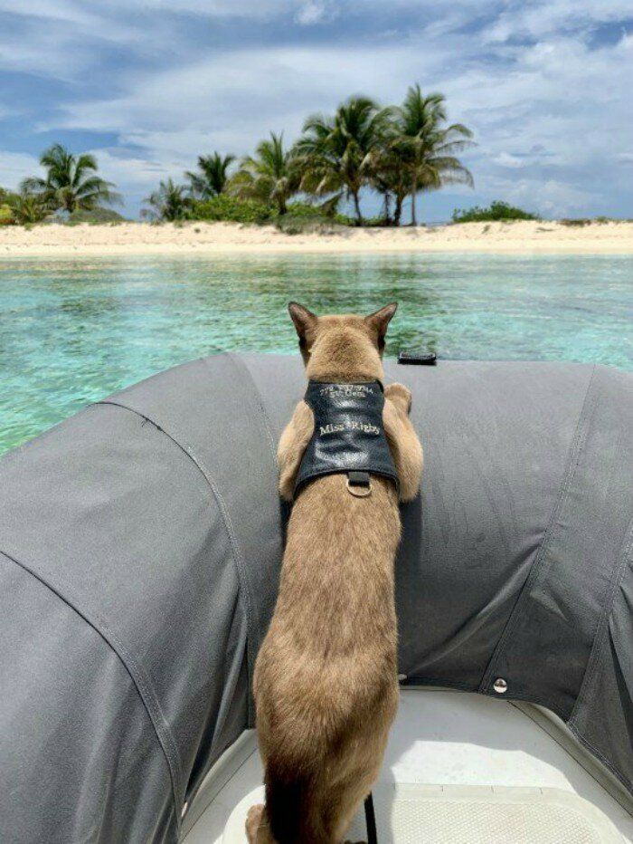 Кішка-морячка ще змалечку подорожує разом з господарями на човні, а тепер вона стала ще й зіркою Instagram. Кішка настільки звикла до такого життя, що почувається на човні немов риба у воді.