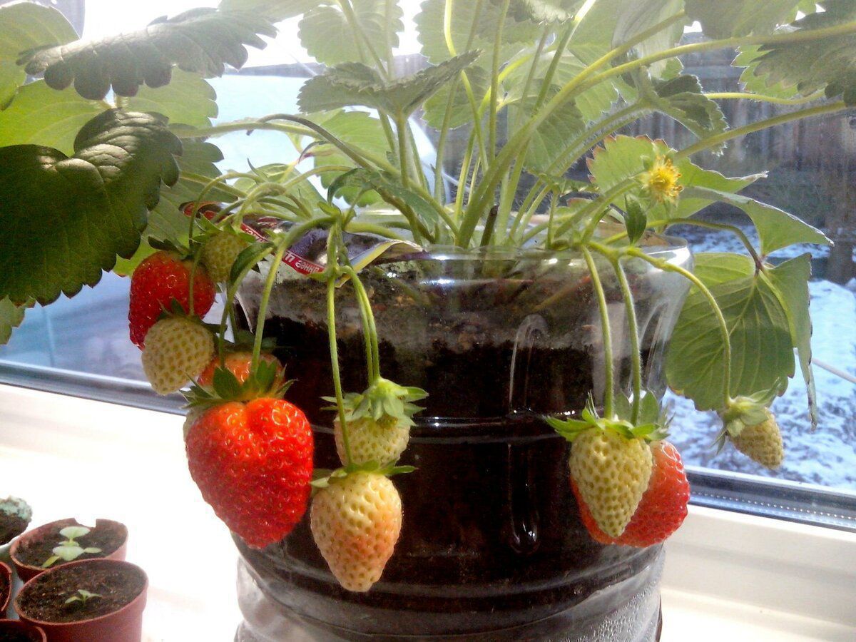 Корисні поради щодо вигонки суниці на підвіконні. Ці корисні ягоди можна вирощувати на підвіконні.