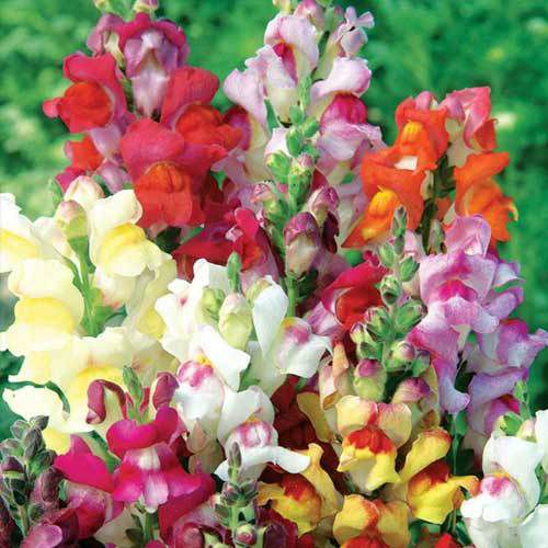 Садові квіти, які найбільш придатні для зрізання і створення букета. З деяких квітів виходять відмінні букети.
