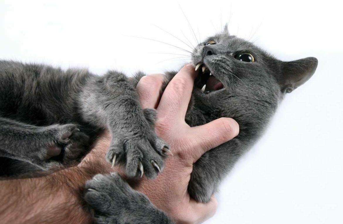 Чи може кішка стати агресивною через пестощі. Інколи спроба погладити кішку може закінчитися для людини укусами та подряпинами.