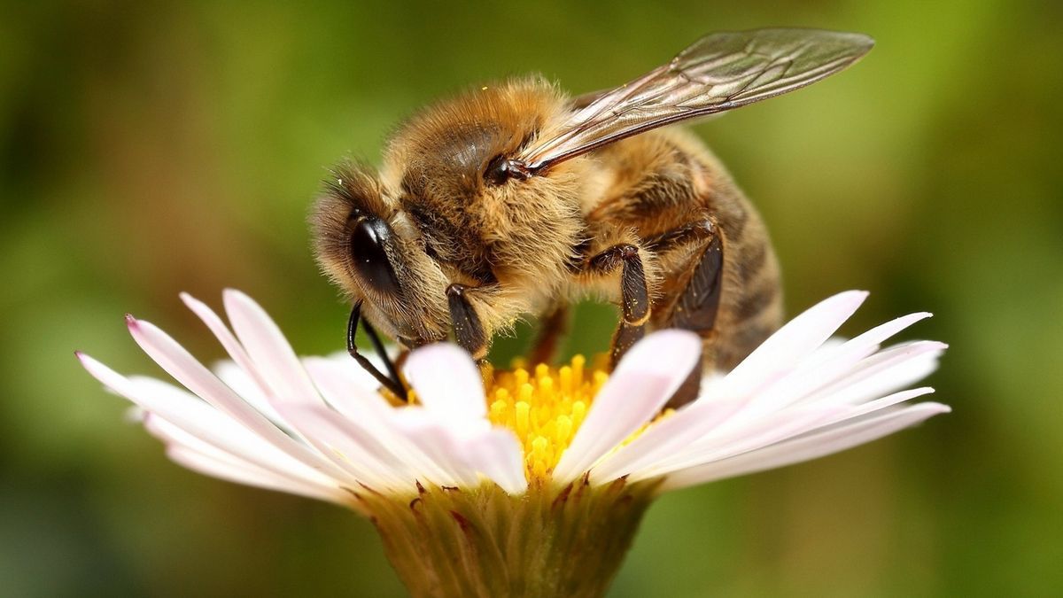Генна інженерія зуміла позбавити бджіл від двох смертельно небезпечних проблем. Вчені створили ГМ-бактерії, які будуть боротися за життя бджіл.