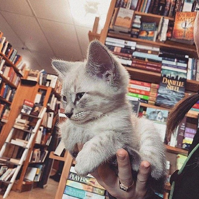 Магазин у Канаді допомагає кошенятам знайти господарів. Зайшовши у книжковий магазин, люди навіть не очікують, що можуть зустріти чарівних кошенят, яких їм пропонують в якості вихованців.