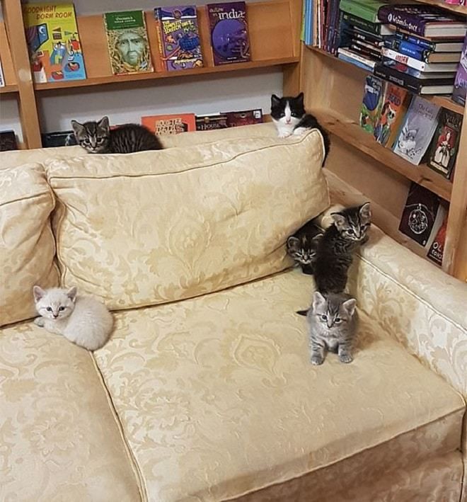 Магазин у Канаді допомагає кошенятам знайти господарів. Зайшовши у книжковий магазин, люди навіть не очікують, що можуть зустріти чарівних кошенят, яких їм пропонують в якості вихованців.