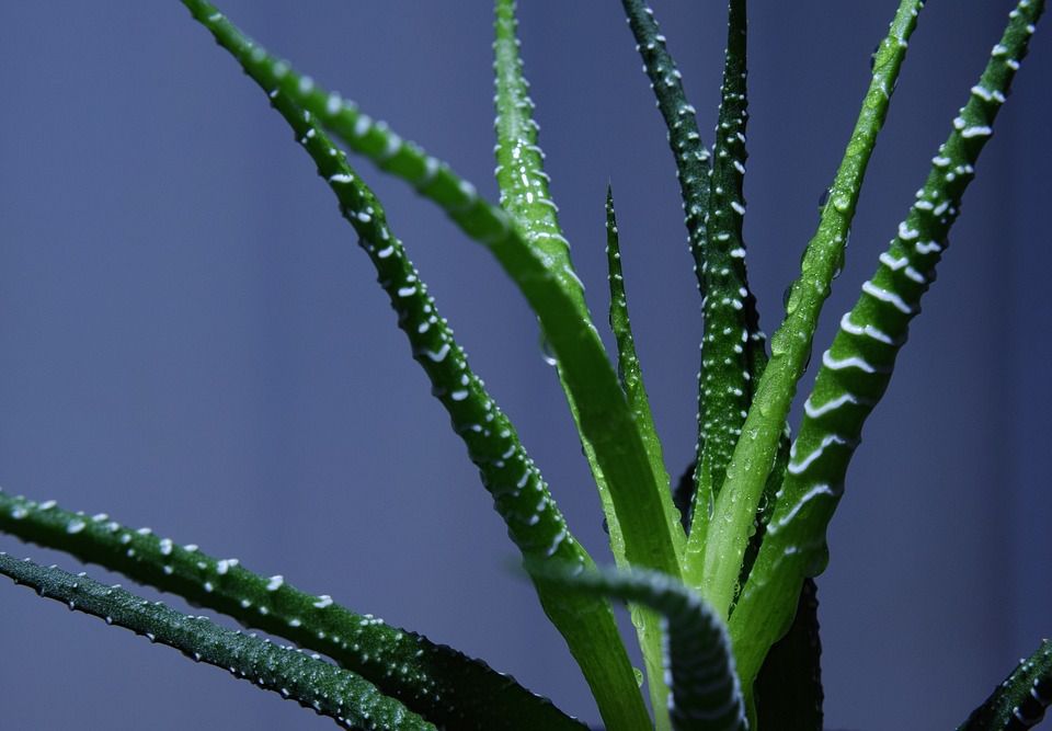 7 ефектних сукулентів, які спокійно переживуть засуху. Кімнатні рослини, з якими можна забути що таке полив.