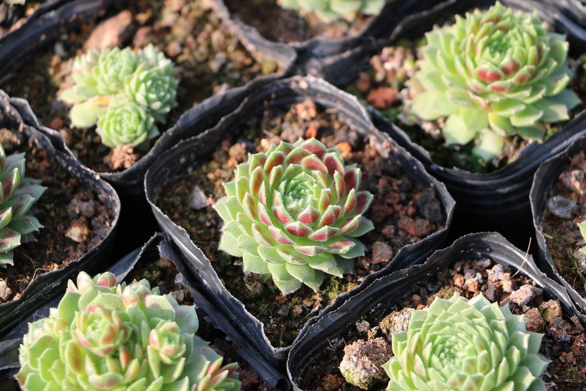 7 ефектних сукулентів, які спокійно переживуть засуху. Кімнатні рослини, з якими можна забути що таке полив.