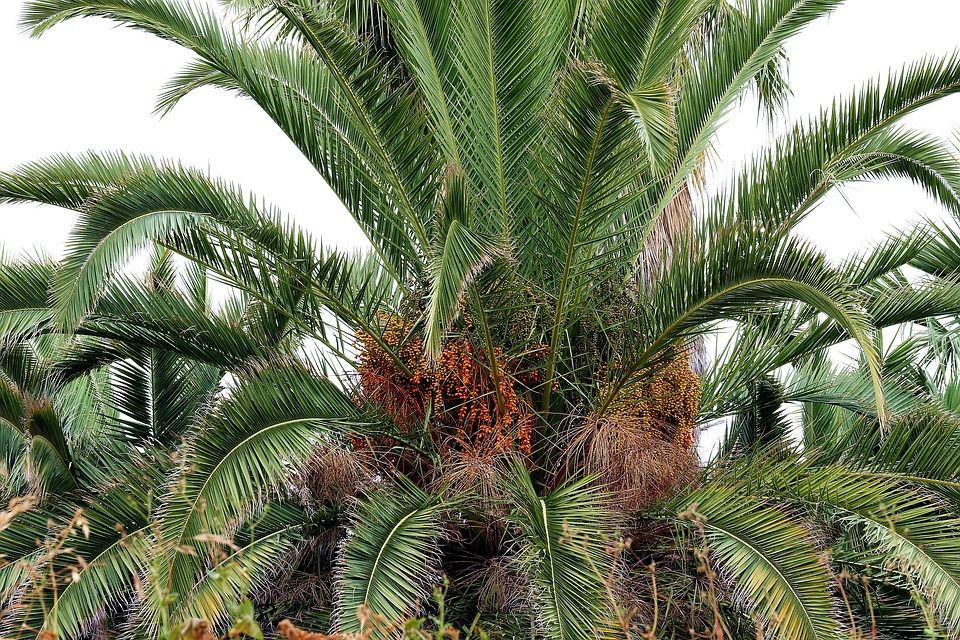 Вченим вдалося виростити пальми з давнього насіння часів царя Ірода. Ізраїльські вчені змогли виростити шість фінікових пальм.