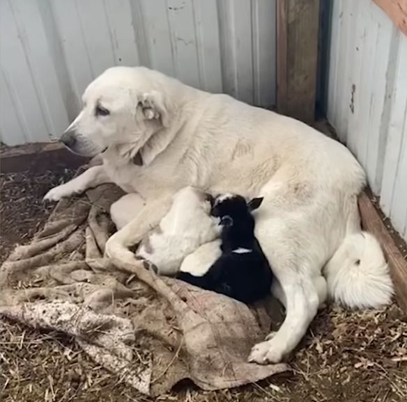 Турботлива собака довела що чужих дітей не буває, вона замінила маму козеняті. Коли маленька кізка народилась, то від неї відмовилася мама.