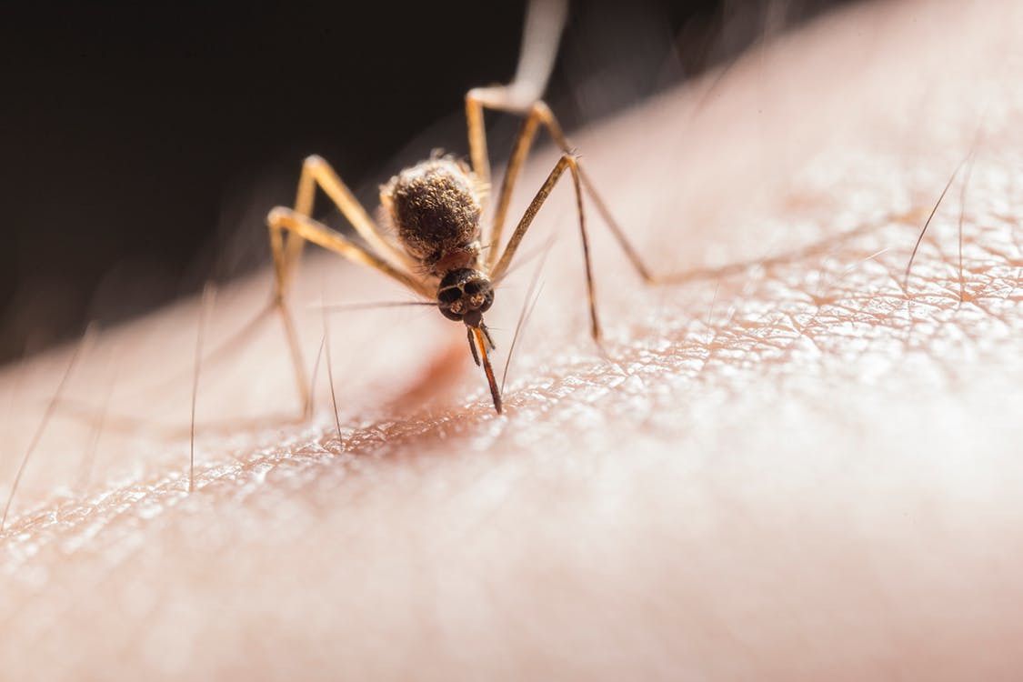 Генетиками встановлено, яким чином комарі знаходять людину, щоб підживитися. Людське тіло і є підказкою для цих комах.