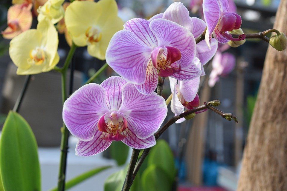 Липкі краплі на листі орхідеї: причини, лікування та профілактика. Як врятувати квітку в даній ситуації.
