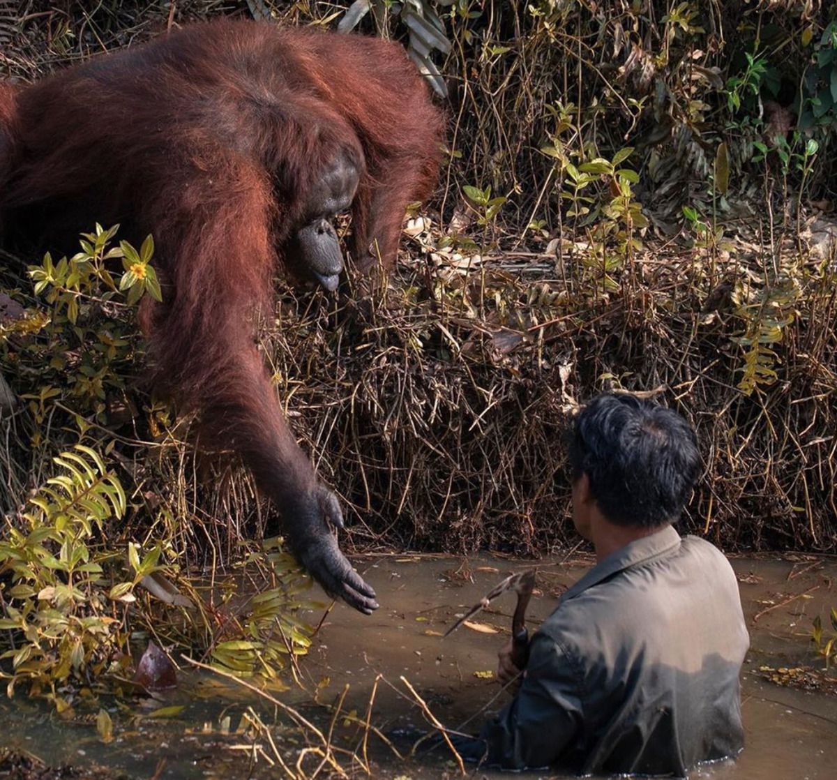 Фотограф показав орангутанга, який допомагав лісникові вибратися з річки. Захоплююче видовище.