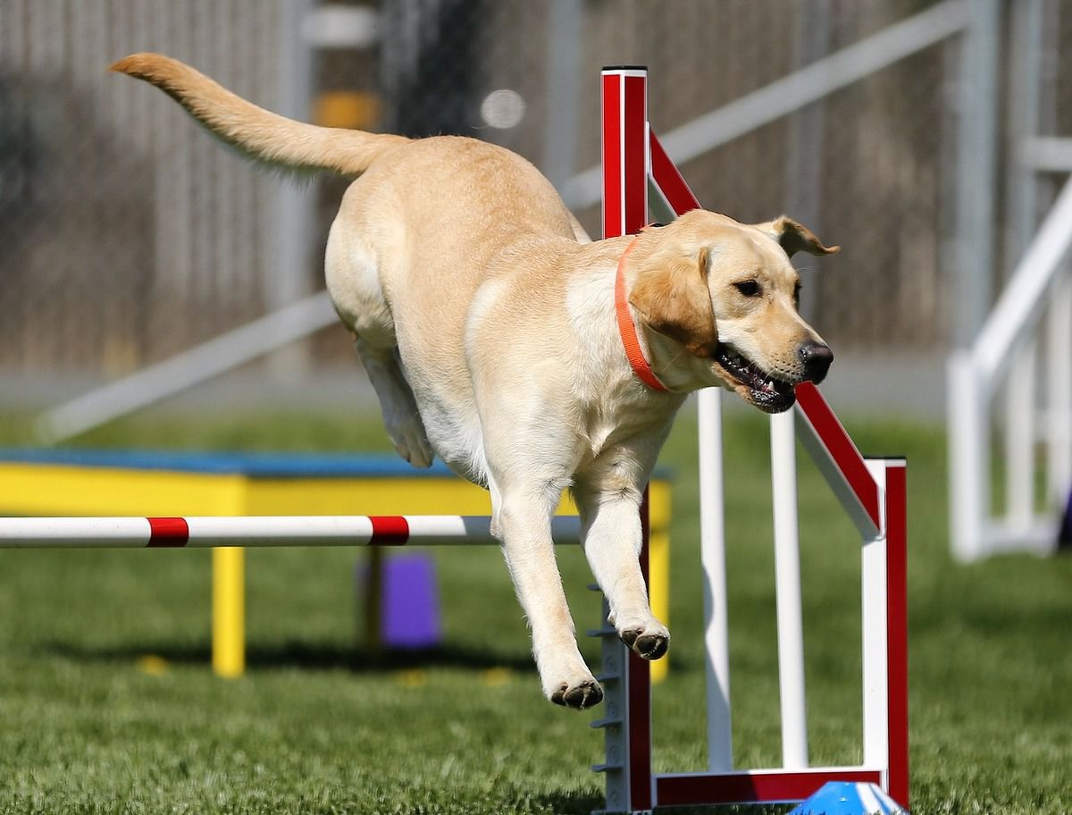 Якими видами спорту можна зайнятися разом з собакою. Найпопулярніші види спорту з чотирилапим улюбленцем.