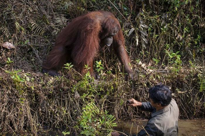Орангутанг простягнув руку допомоги чоловікові, який стояв у воді, але той відмовився. Таке не кожен день побачиш.