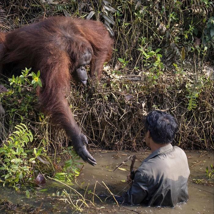 Орангутанг простягнув руку допомоги чоловікові, який стояв у воді, але той відмовився. Таке не кожен день побачиш.