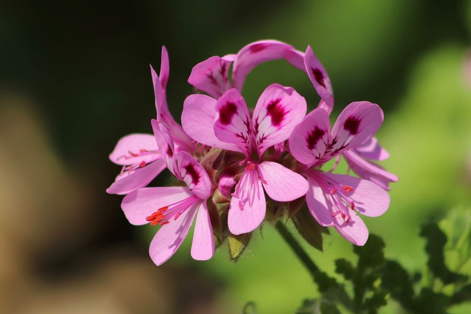 Топ-10 найромантичніших кімнатних рослин, які можна подарувати до дня закоханих. Квіти, подаровані цього дня, мають певне значення.