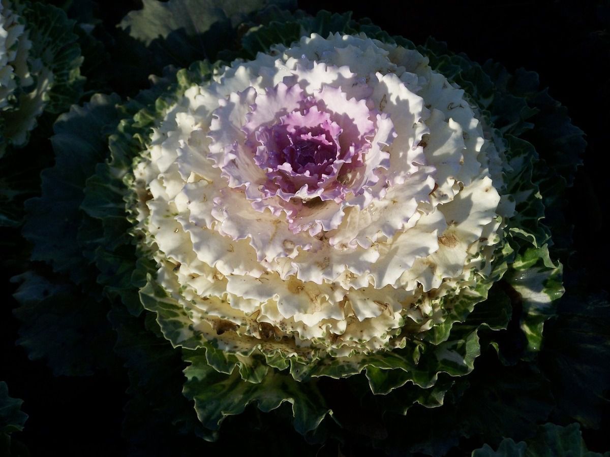 Декоративна капуста замість квітів: прикрашаємо дачну ділянку цікавими клумбами. Якщо ви любите незвичайні рослини, декоративна капуста стане для вас справжньою знахідкою.