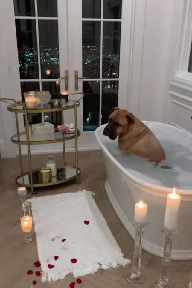 Пес порушив плани господаря на романтичний вечір з дівчиною. Вихованець заліз у ванну, приготовану зовсім не для нього.