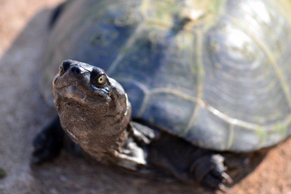 Палеонтологи знайшли панцир найбільшої черепахи на Землі. Знахідка відбулася в колумбійській пустелі.