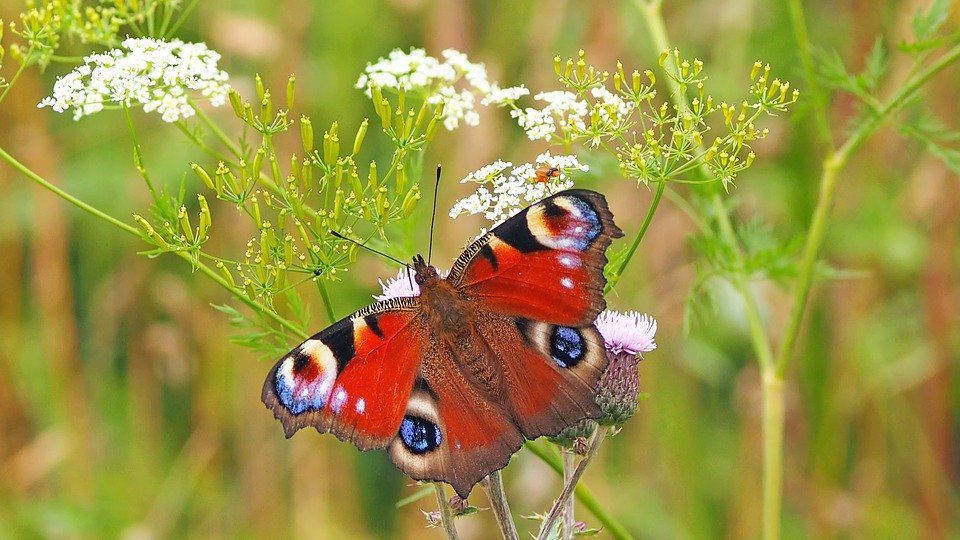 Вчені з'ясували, як метелики рятують свої крила від перегрівання. Дослідники виявили, що певний діапазон температур критично важливий для правильної роботи крил метеликів.