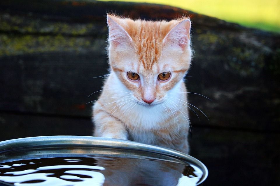 Як треба купати кота, якщо він боїться води. Кішки — не ті тварини, які люблять водні процедури.