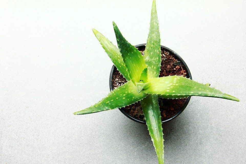Топ-6 найцікавіших фактів про алое. Виявляється, алое досить цікава рослина.